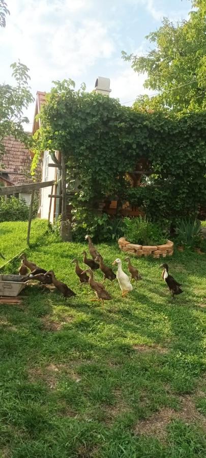 Miklos Lak Ocna de Sus Екстериор снимка